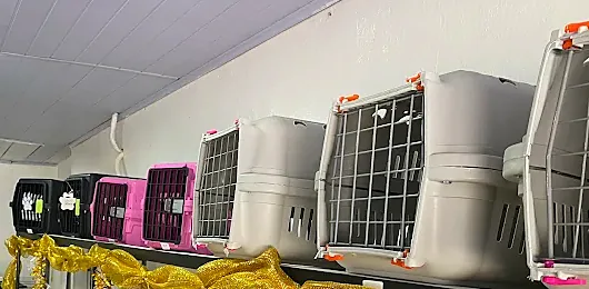 Caixas de transporte em vários tamanhos e cores